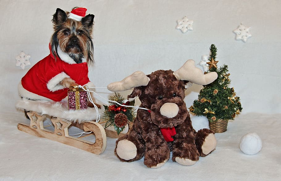 йоркширский терьер, собака, рождество, санки, санта клаус, милый, Рождество, украшение, праздник, В помещении