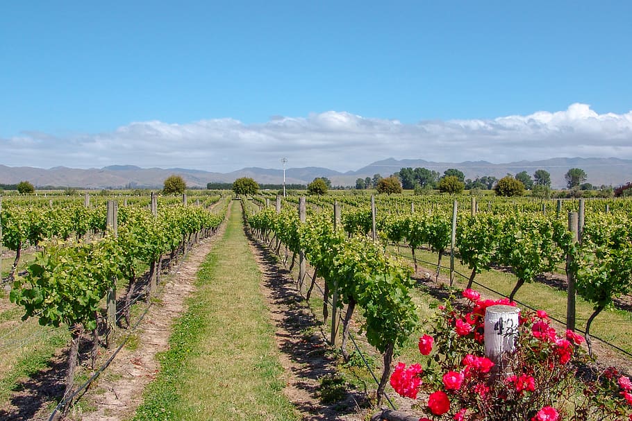 vineyard, australia, rose, wine, viticulture, country, countryside, scenery, plant, sky