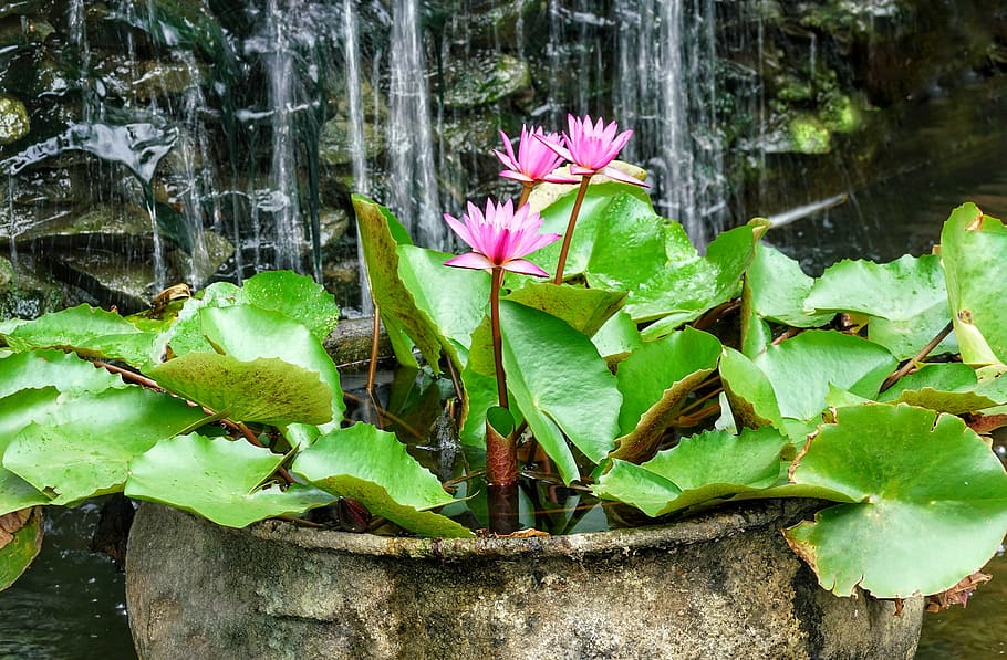 waterfall, garden, feature, nymphaea stellata waterlily, lily, nature, flower, planter, pot, summer