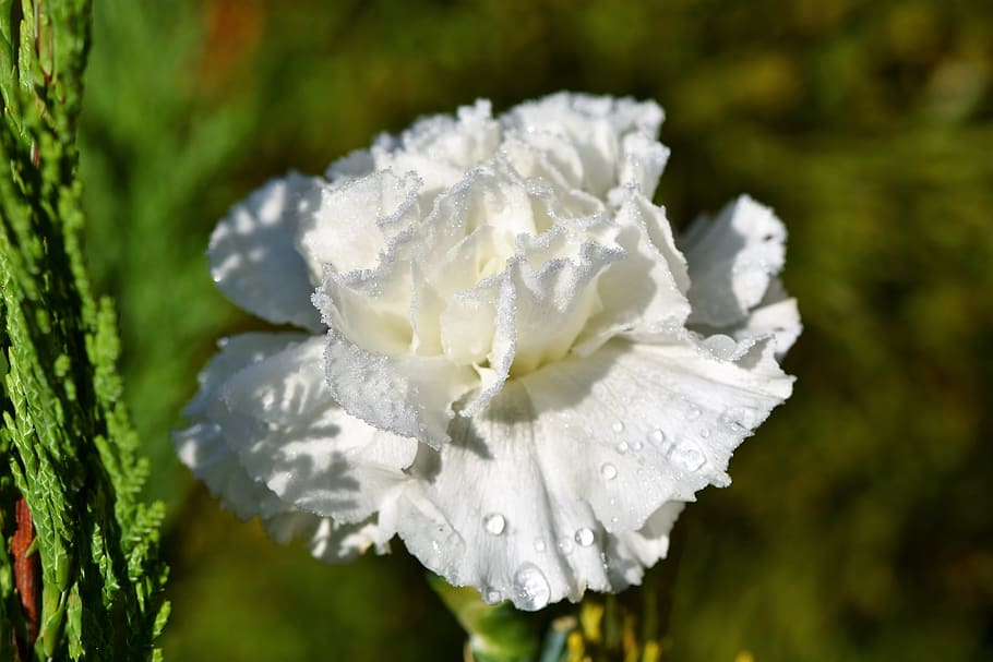 carnation, carnation flower, petals, frost, ripe, ice, cold, dianthus, schnittblume, blossom