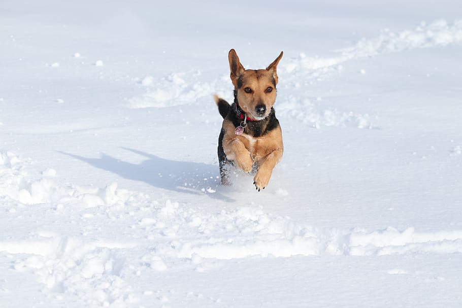 dog, snow, race, play, agile, fun, winter, animal world, cold, snowy