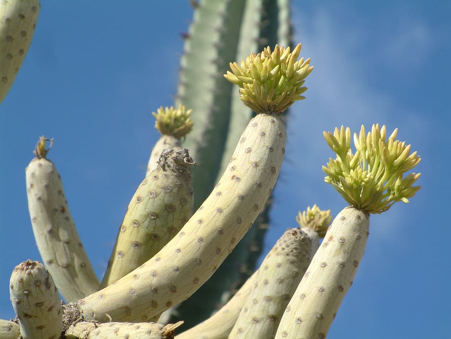 planta, suculenta, cactus, flores, naturaleza, verde, espinosa,  crecimiento, planta suculenta, cielo | Pxfuel
