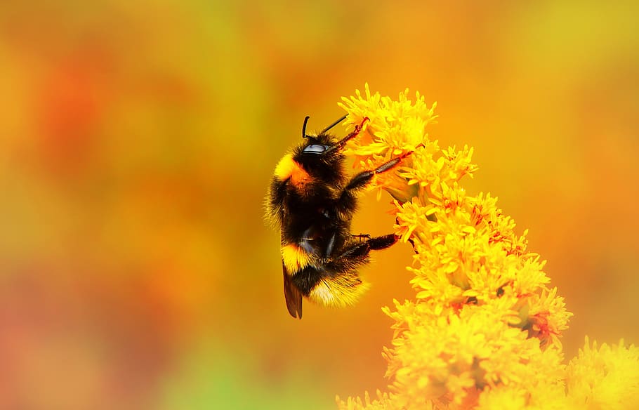 abejorro, insecto, pszczołowate, apiformes, animales, naturaleza, en la corte de, invertebrados, primer plano, planta