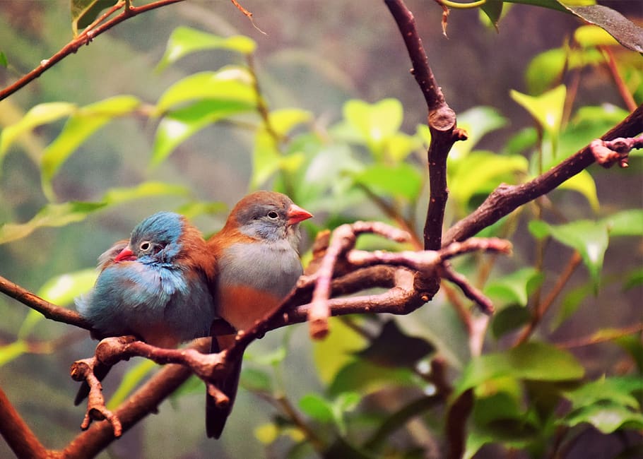 birds, love, animal, nature, romance, romantic, couple, lovers, happiness, bird