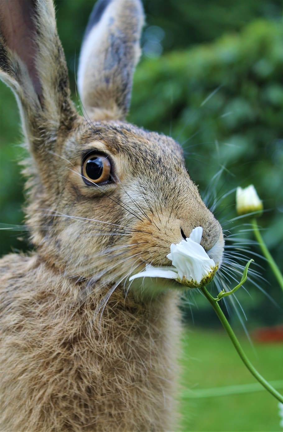 european brown hare, young hare, france, flower, animal, animal themes, mammal, one animal, close-up, focus on foreground