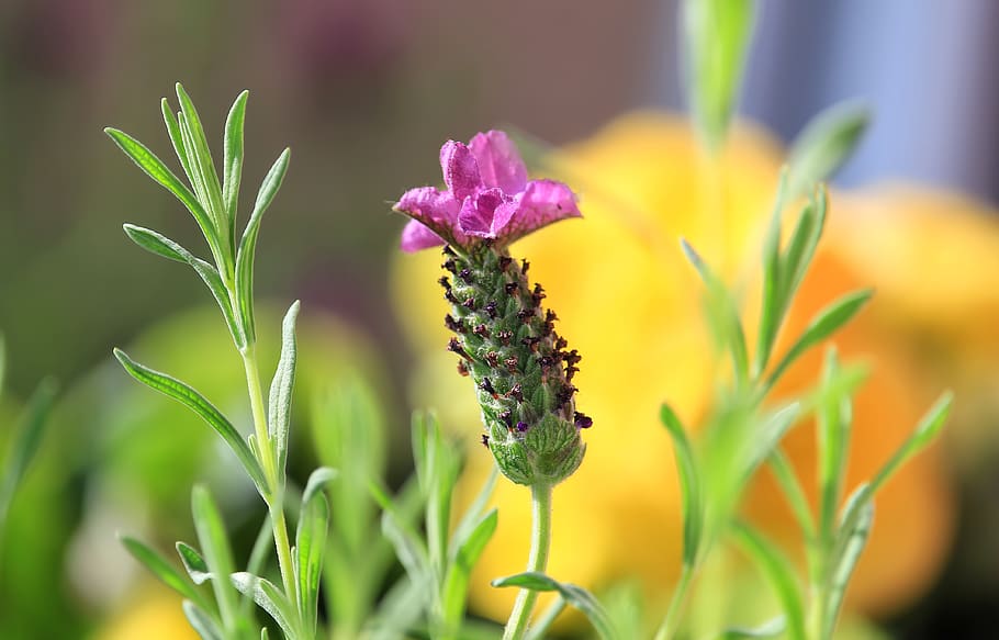lavender, blossom, colors, flower, pink, yellow, plant, floral, nature, spring