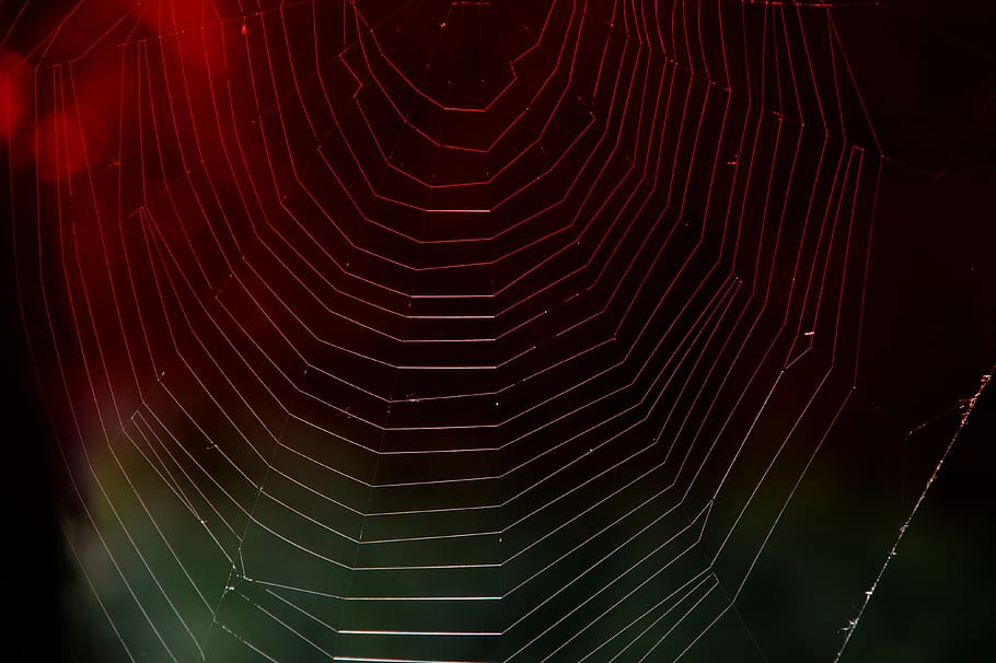 cobweb, red light, web, weave, structure, background, close up, sunlight, dewdrop, nature