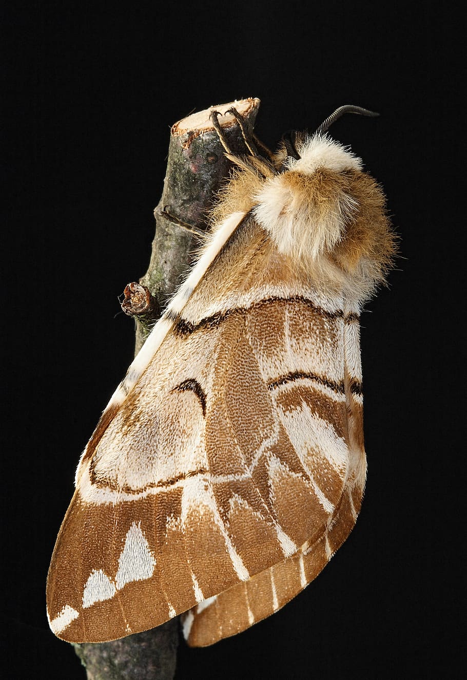 kentish glory, moth, macro, insect, lepidoptera, wing, wings, garden, antennae, invertebrate