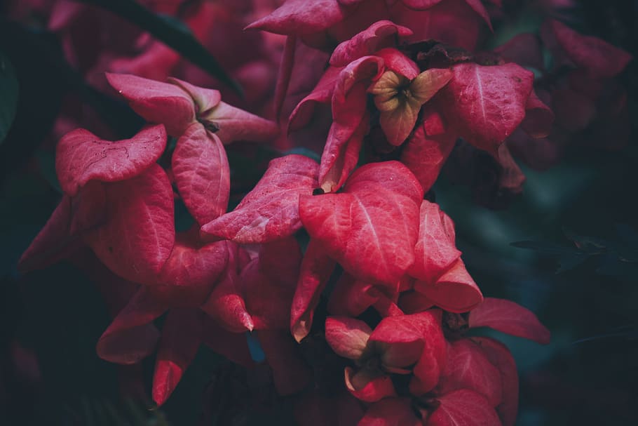 flower, red, petal, bloom, garden, plant, nature, autumn, fall, beauty in nature