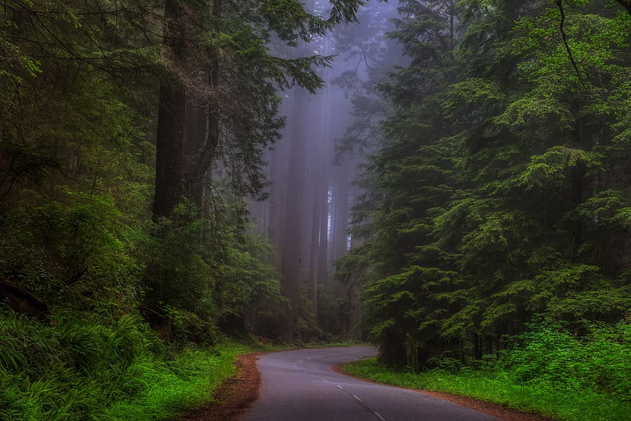 california, america, redwoods, redwood forest, tourism, sunrise, mood, fog, haze, mist