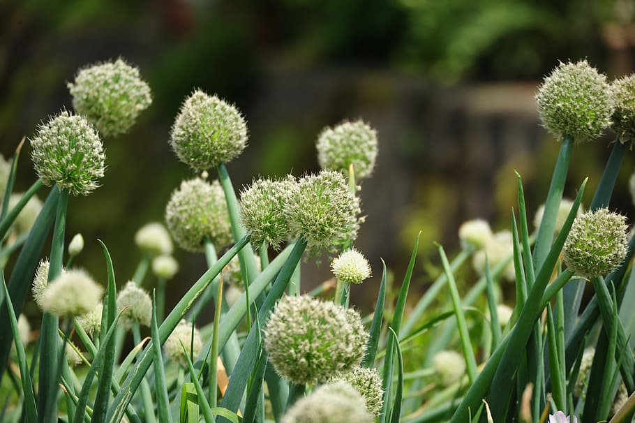 onions, spring, green, plant, growth, flower, beauty in nature, flowering plant, nature, green color