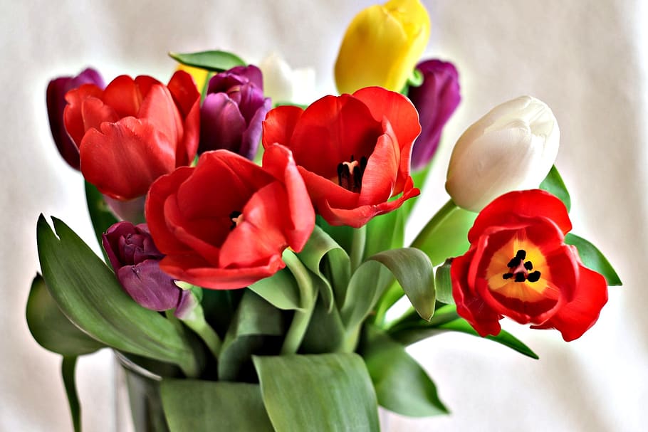 flower, tulip, plant, nature, bouquet, color, petal, love, ornament, bundle