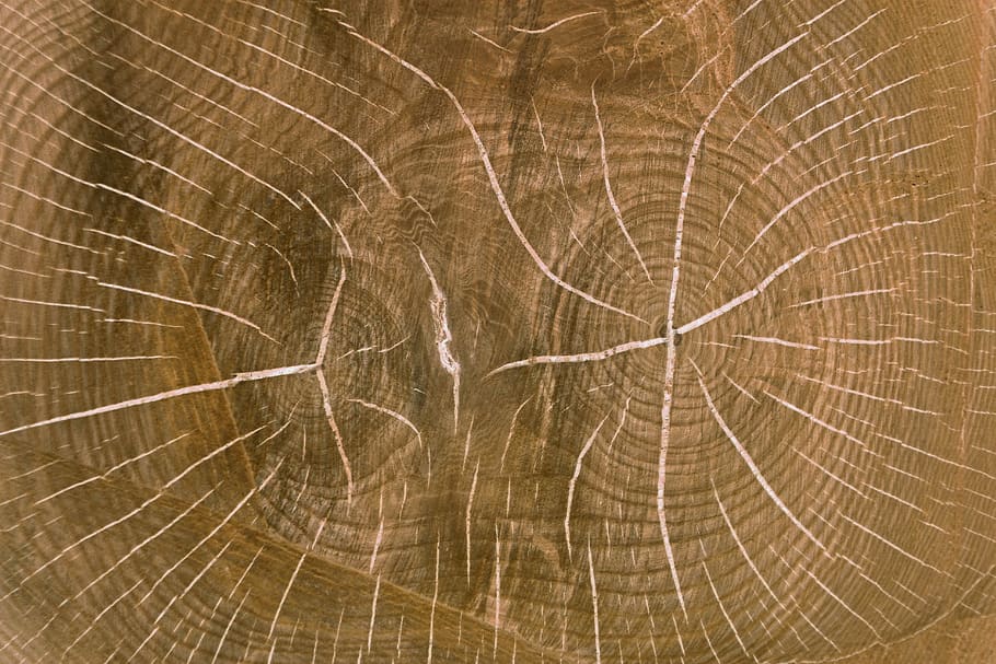 wood, wood board, table top, board, oak, nuclear, wood core, background, annual rings, cracks
