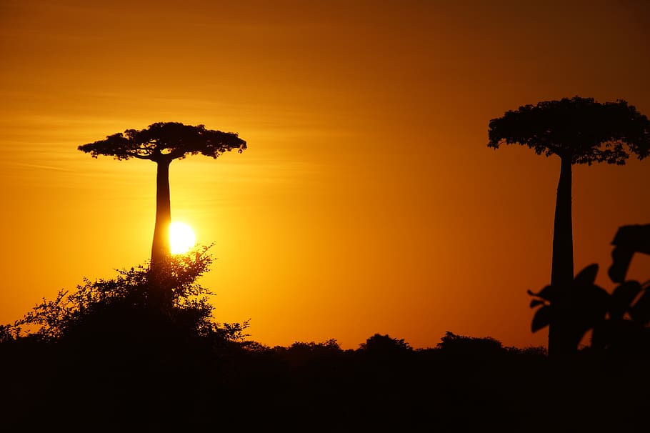 madagascar, baobab, tree, trunk, africa, nature, sky, large, atmosphere, high