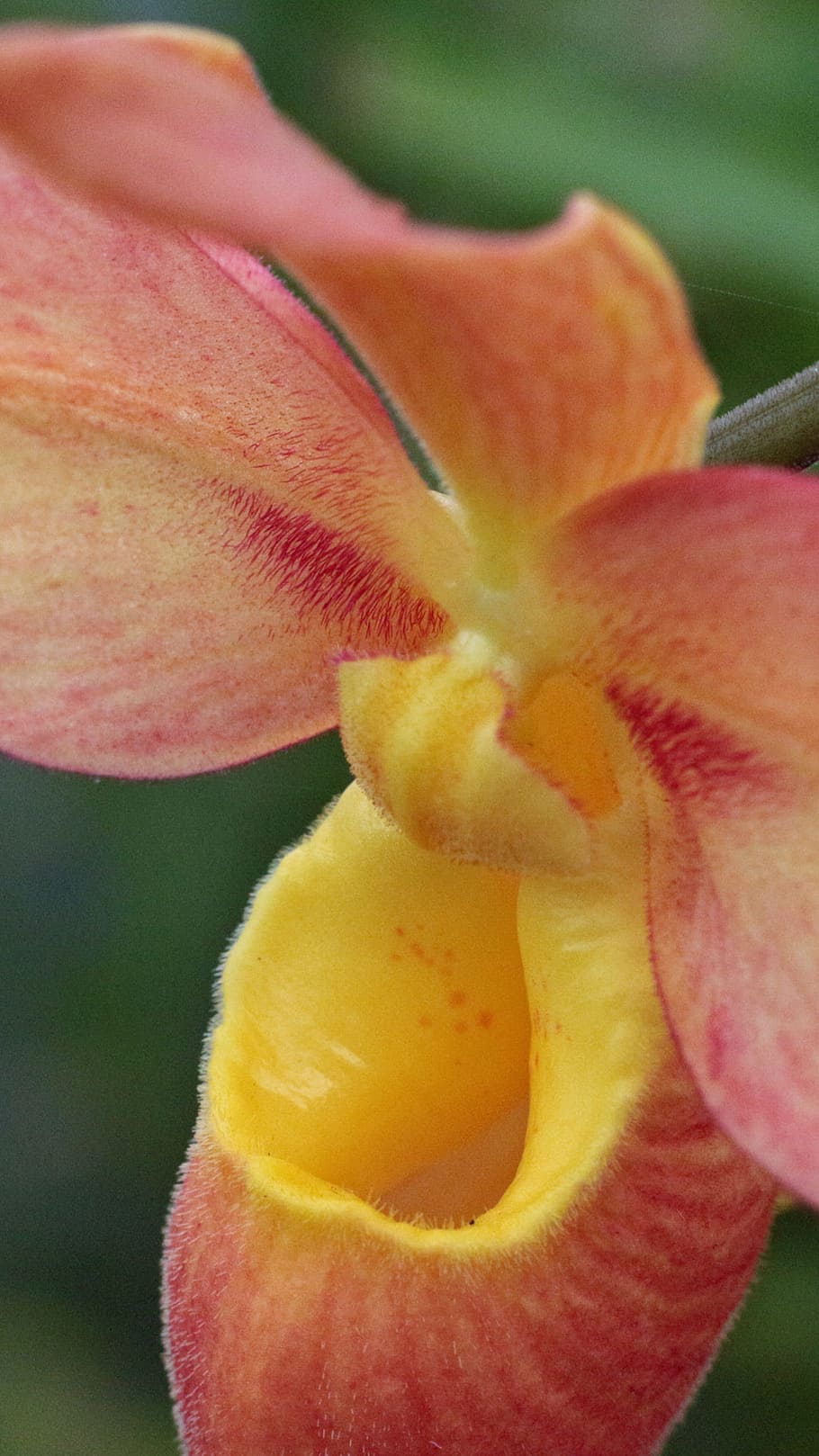 naranja, amarillo, orquídea phragmipedium, primer plano, imagen tomada, tiro, zapatilla de dama, cypripedioideae, phragmipaphium, labellum