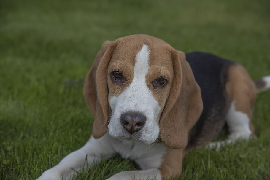 beagle, cachorro, animal de estimação, feliz, fofa, raça, canino, um animal, animais de estimação, doméstico