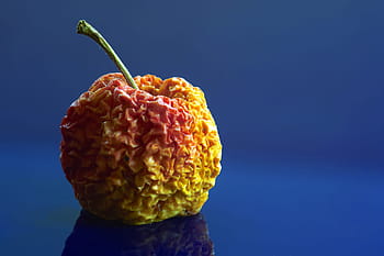 still-life-apple-fruit-wrinkled-royalty-