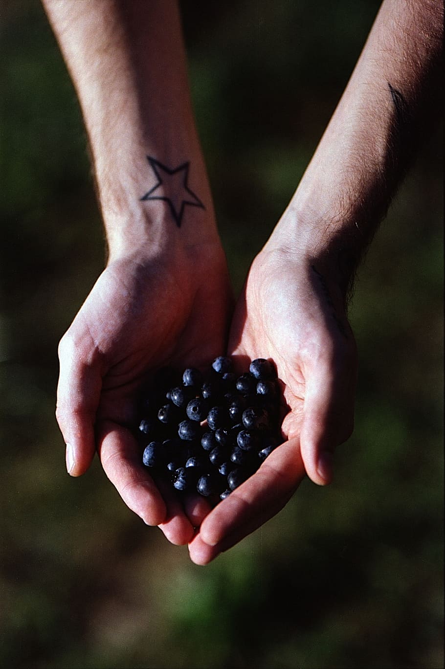 berries, black, fruits, green, hands, men, human hand, food and drink, hand, food