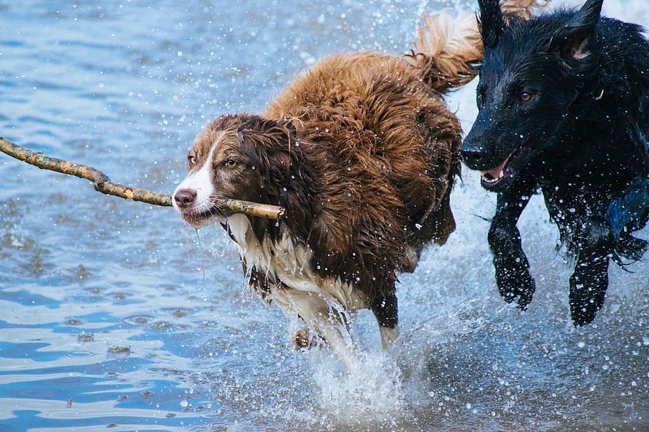 perros, jugando, diversión, agua, palo, saltando, salpicando, perros jugando, animal, mascota