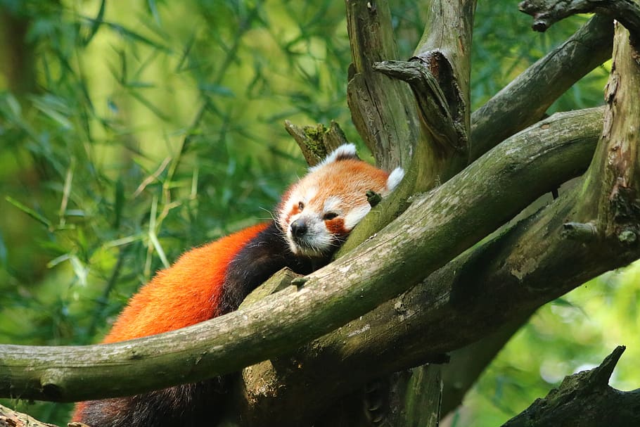 panda vermelho, mamífero, animal, sono, ramo, jardim zoológico, animais selvagens, temas animais, animais em estado selvagem, um animal