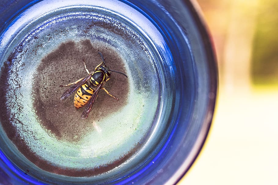 wasp, bee, insect, blue, glass, close-up, directly above, high angle view, animal, glass - material