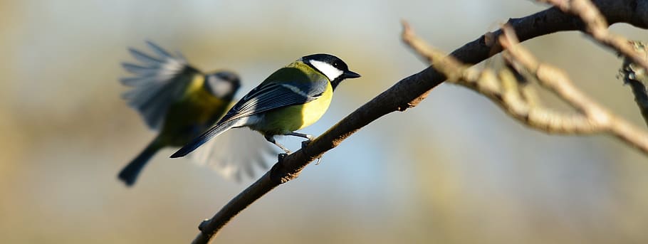 coal tits, nature, feather, wildlife, birds, outdoors, perched, bird, vertebrate, animal themes