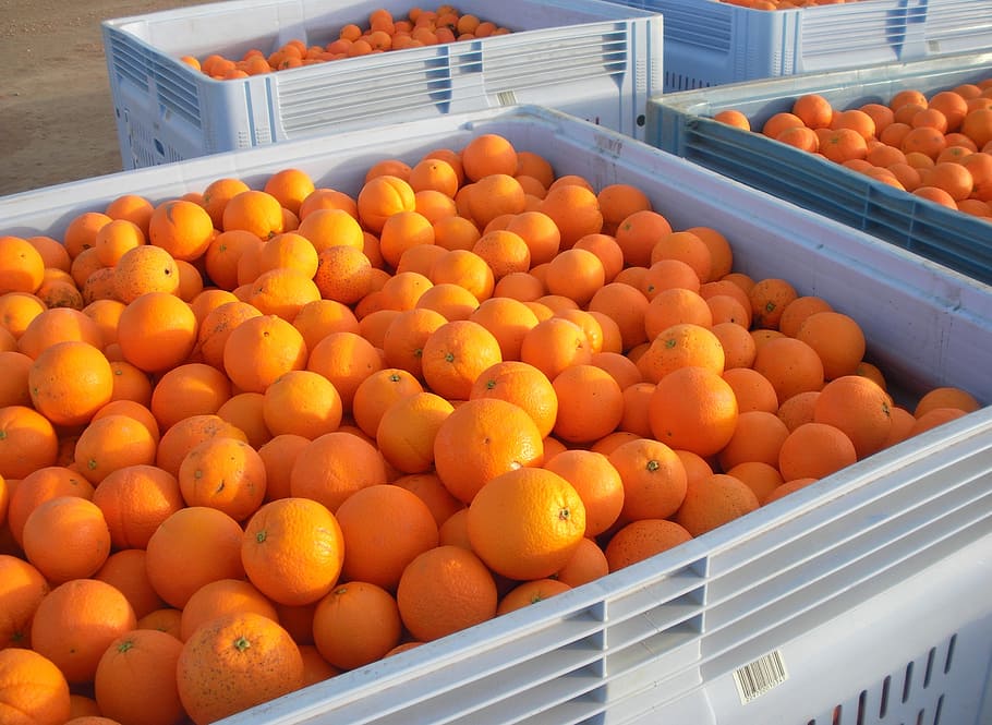 cajas de naranjas, naranjas, cítricos, cosecha, cajas, contenedores, país, productos, frutas, comida