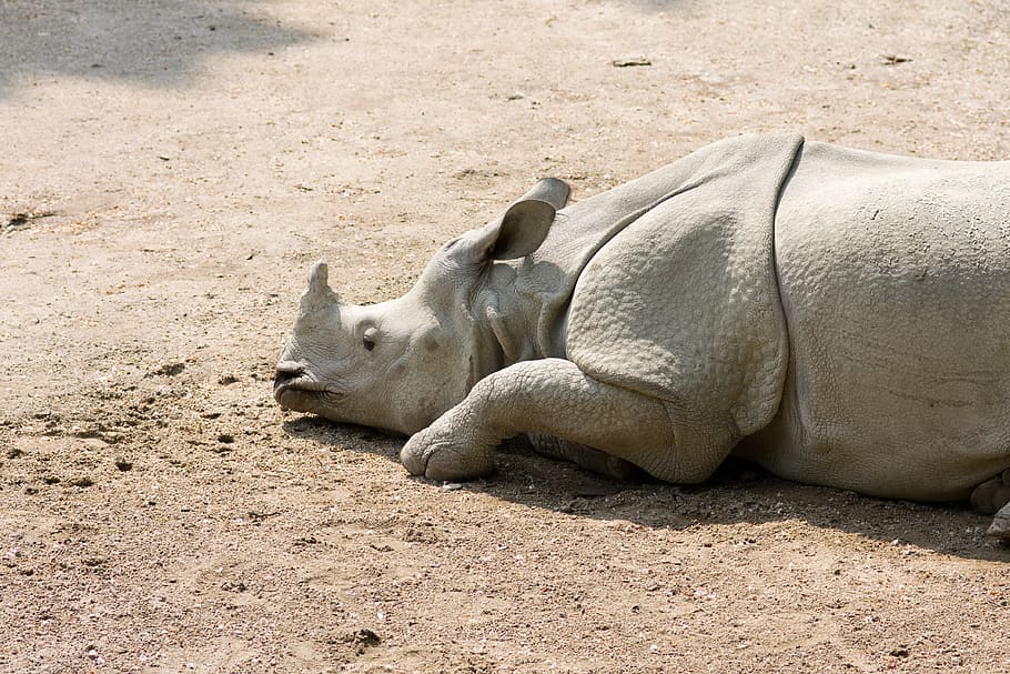 rhinoceros, rhino, animal, horn, mammal, nature, zoo, old, lying, fatigue