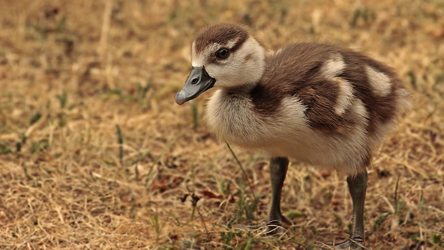chicks, goslings, goose, nilgans, geese young, animal, bird, nature, water bird, sit