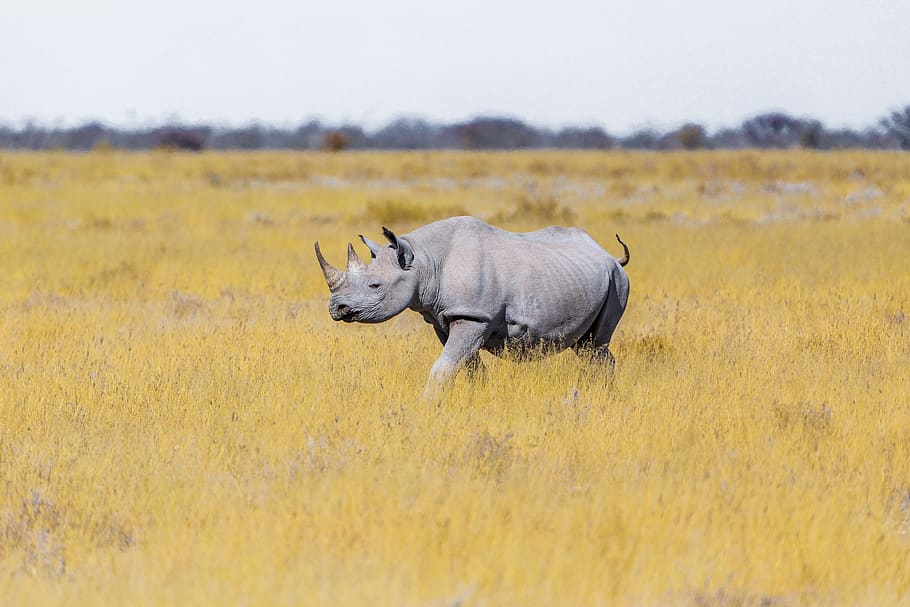 rinoceronte, estepe, grama, safari, paquiderme, grande jogo, paisagem, áfrica, áfrica do sul, região selvagem