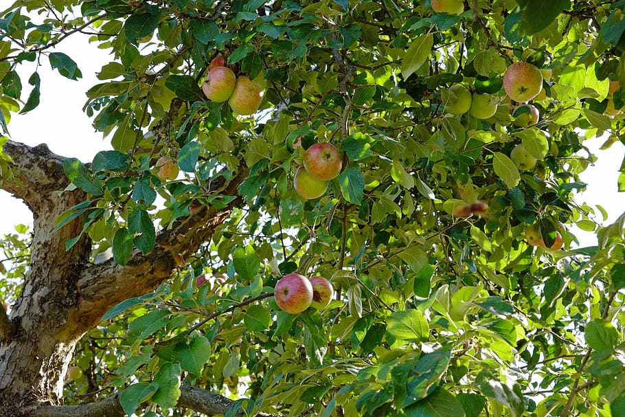 macieira, maçã, árvore, filial, apfelernte, fruta, árvore frutífera, árvores frutíferas, alimentação saudável, comida e bebida