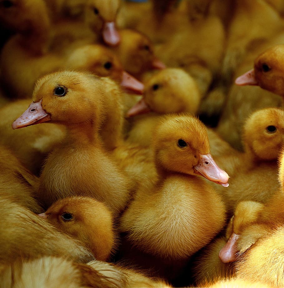 ente, duck, bird, plumage, cute, furry, pen, yellow, beak, vogel