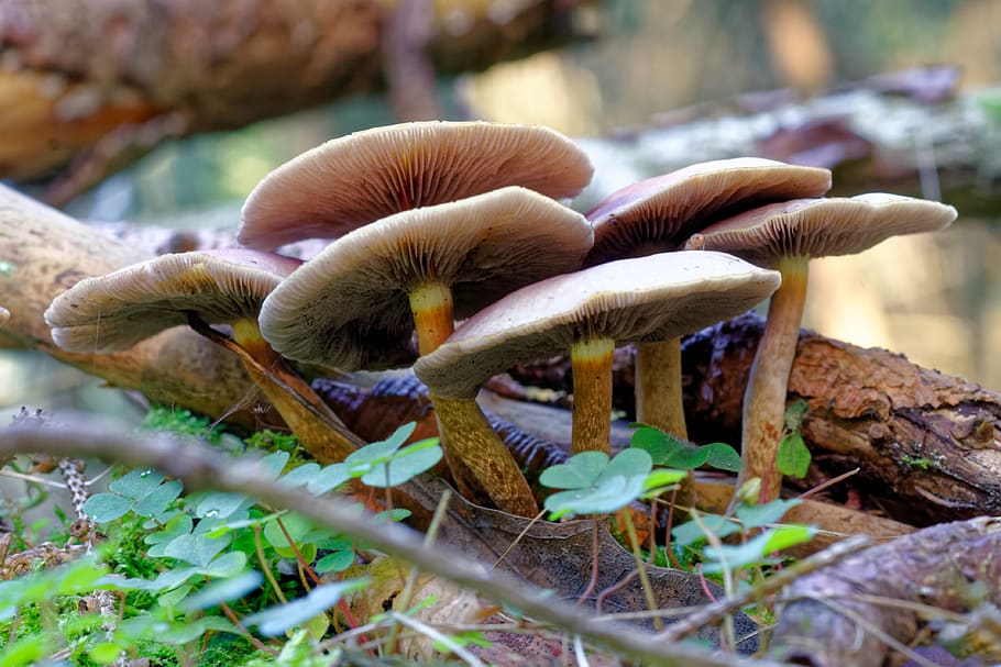 mushroom, rac, nature, autumn, fungus, toadstool, edible mushroom, close-up, plant, selective focus