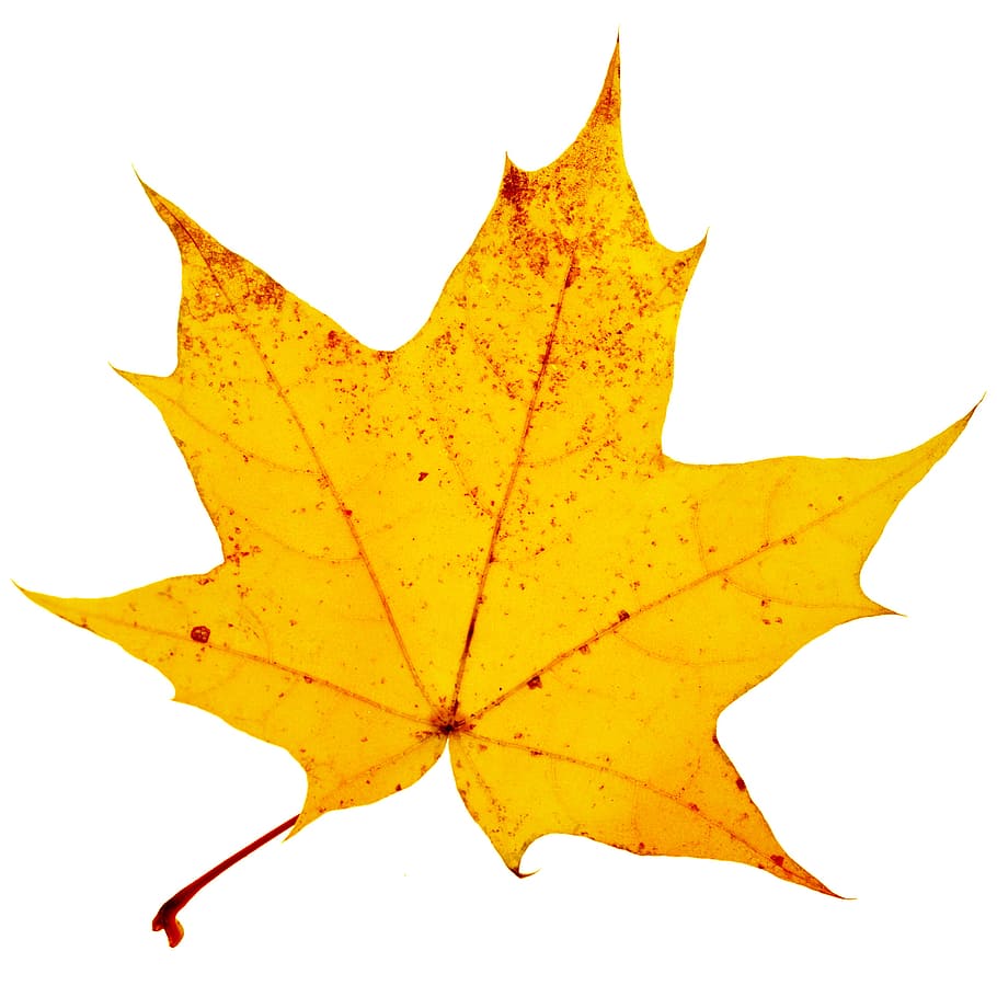 autumn, closeup, ecology, element, isolated, leaf, macro, plant, white, yellow