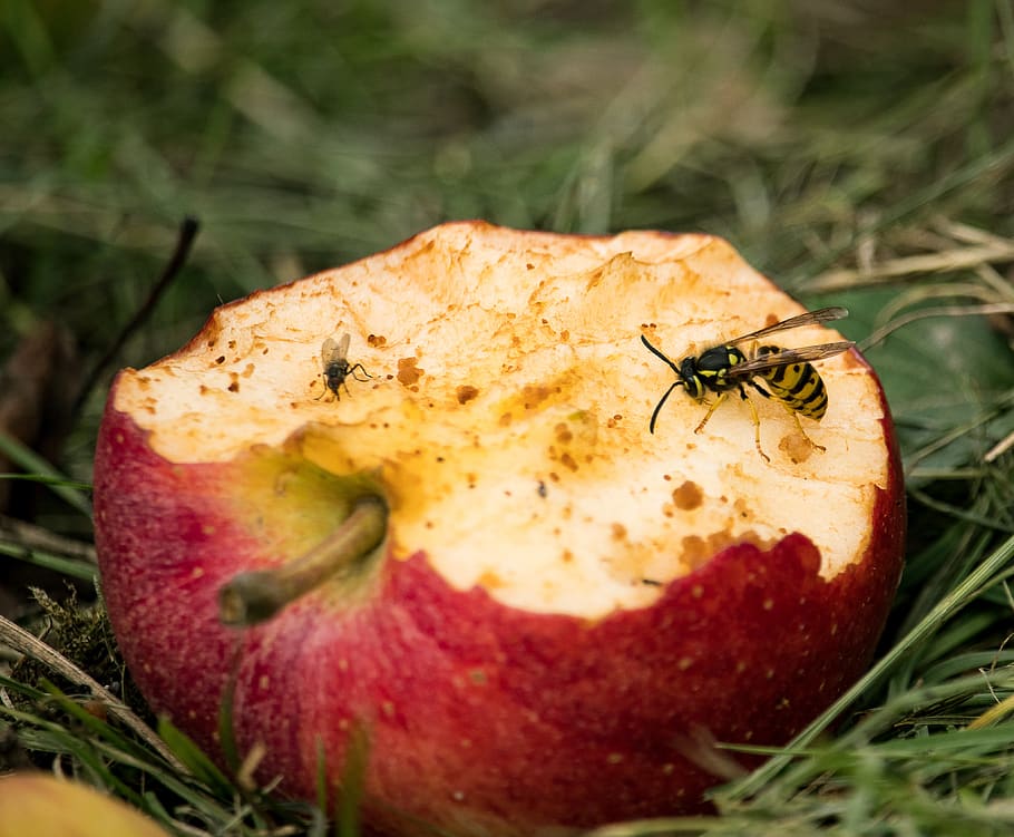 apple, fruit, bitten, wasp, fly, insect, windfall, meadow, food and drink, food