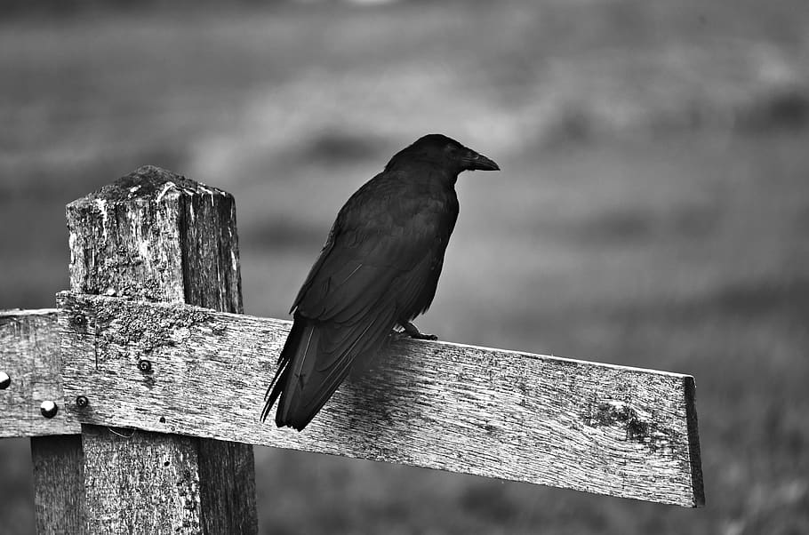 corvo preto, pássaro, corvid, plumagem, pena, empoleirado, cerca, poleiro, vertebrado, material de madeira