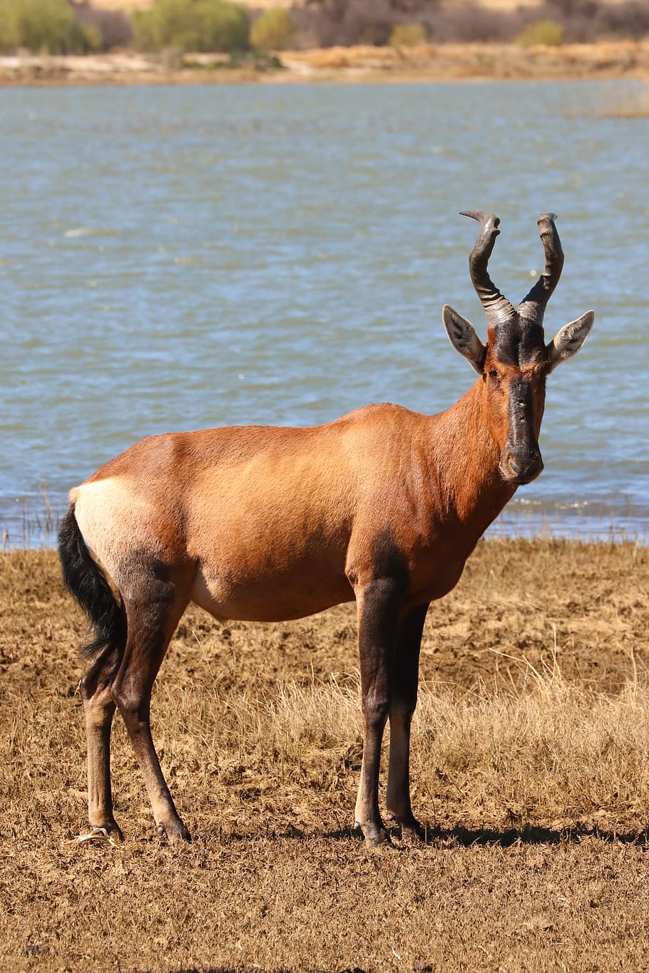 red hartebeest, antelope, africa, animal, animal world, safari, mammal, horns, horn, cow antelope