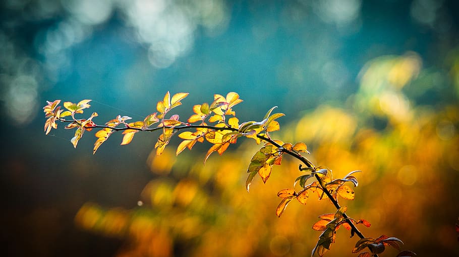 otoño, hojas, rama, brillante, estado de ánimo de otoño, emerger, octubre, atmosférico, estado de ánimo, iluminación