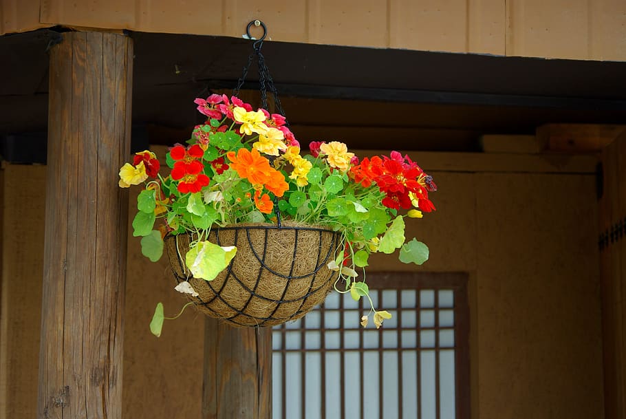 wood, flowers, home, potted plant, homes for sale, republic of korea, flower, hanging, flowering plant, plant