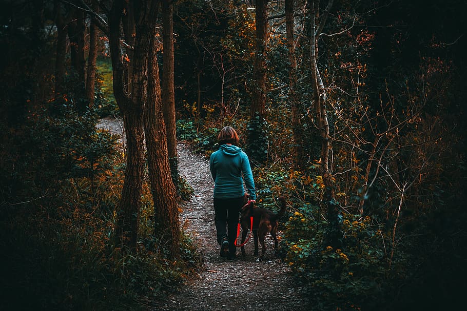 woman, hike, forest, woods, animal, pet, tree, trail, walk, dog