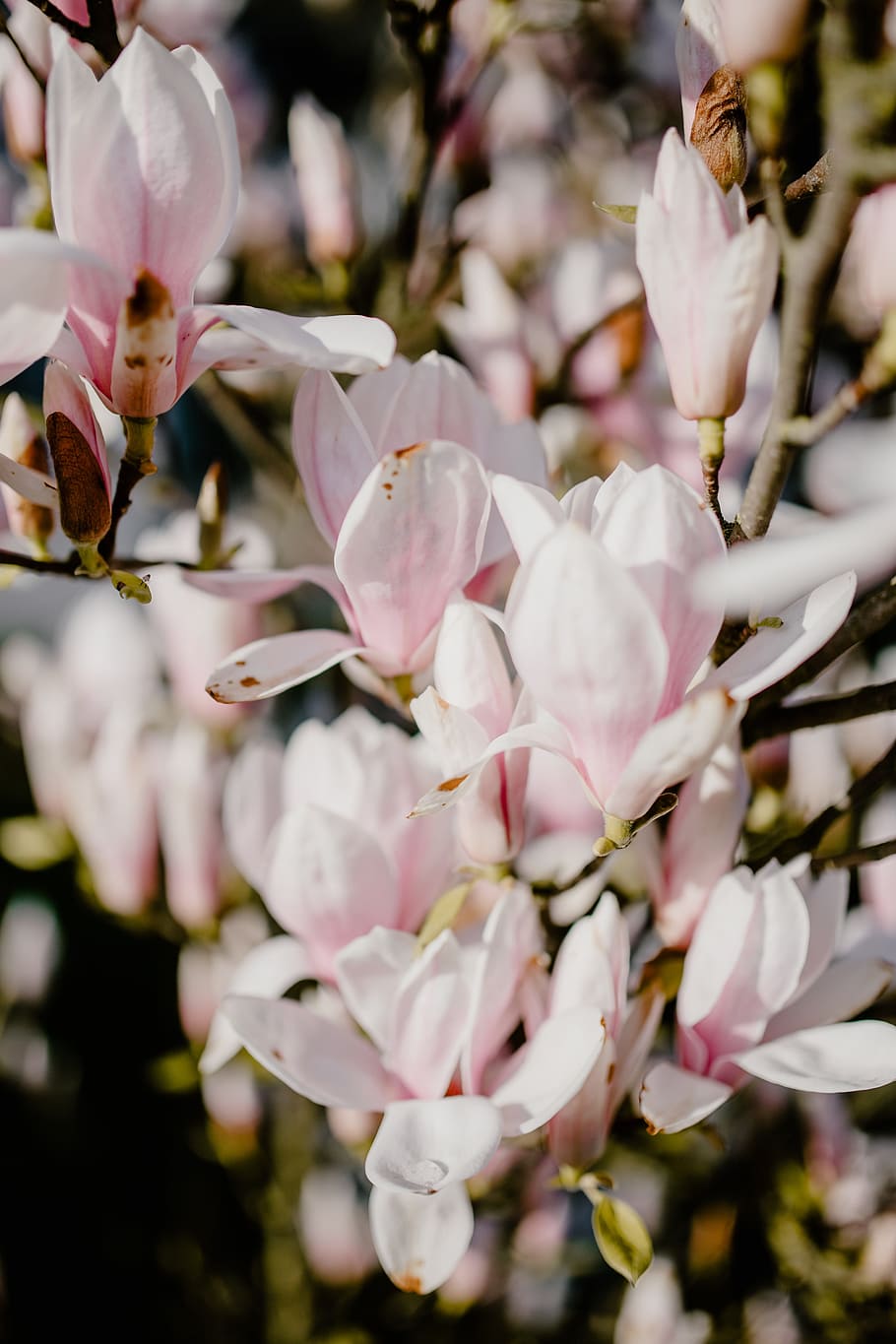 árbol de magnolia, floración, flores, jardín, encantadora, floral, rosa, primavera, flor, abril