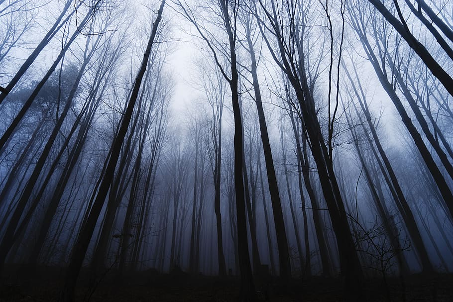 mystery, forest winter, trees, brunches, cold, foggy, tree, forest, plant, land