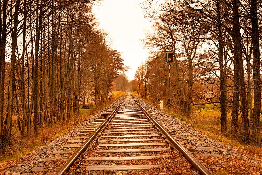 trees, autumn, railway, track, forest, landscape, railroad tracks, nature, tree, rail transportation