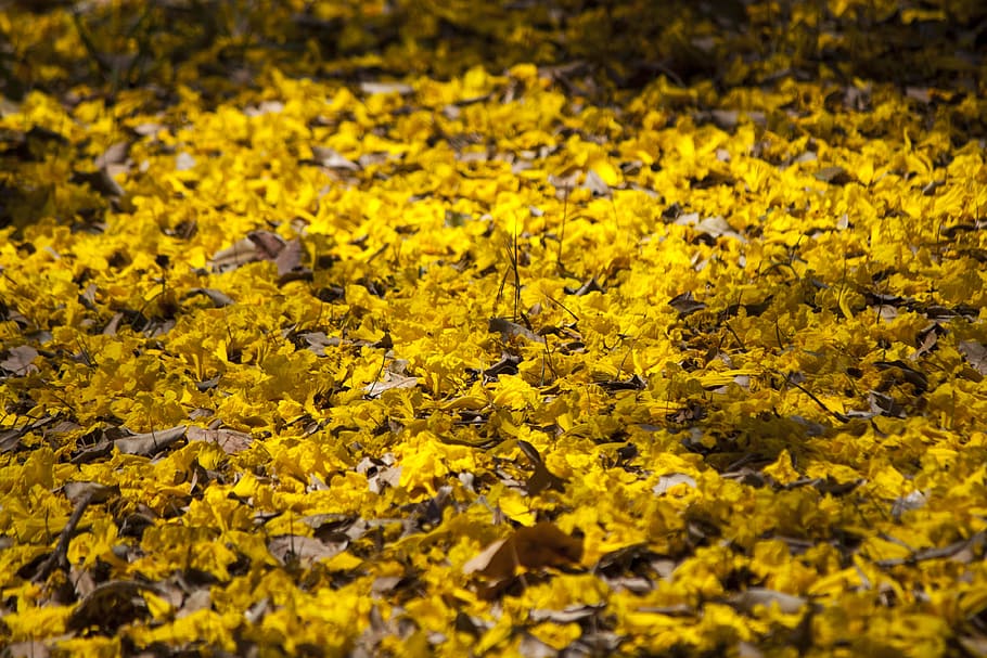fallen, yellow, flowers, covering, ground, nature, autumn, background, color, season