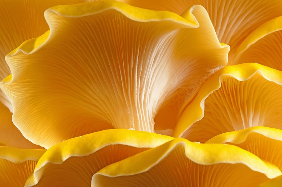 mushroom, oyster, golden, yellow, closeup, food, edible, fungus, plant, cooking