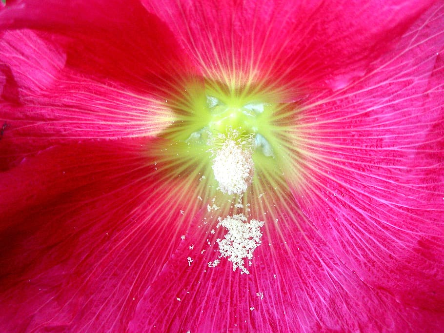 pink, hollyhock, pollen, pink hollyhock, flower, macro, freshness, flowering plant, pink color, fragility