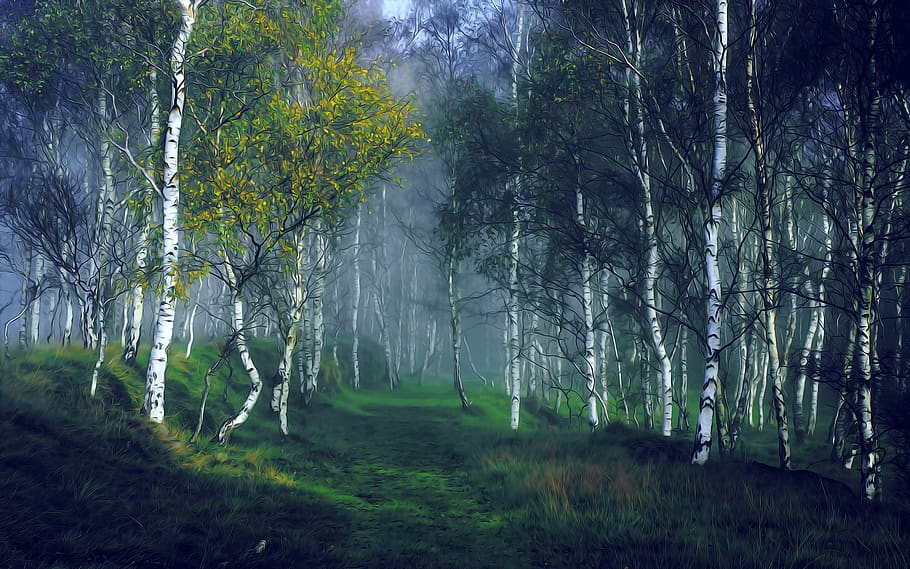 birch, forest, nature, landscape, outdoor, trees, dawn, foliage, mystical, scenic