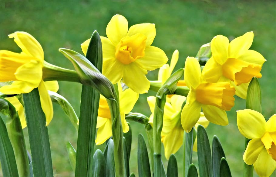 flowers, osterglocken, daffodils, yellow flowers, spring, easter, garden, nature, early bloomer, flower