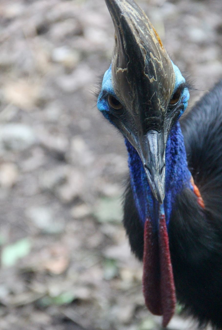 bird, wildlife, nature, feather, cassowary, wattle, blue, cockscomb, stare down, bold