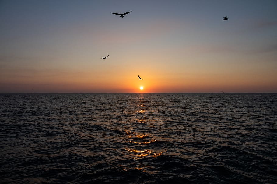 mar, água, gaivotas, laranja, céu, Pôr do sol, agua, animais em estado selvagem, horizonte sobre a água, horizonte